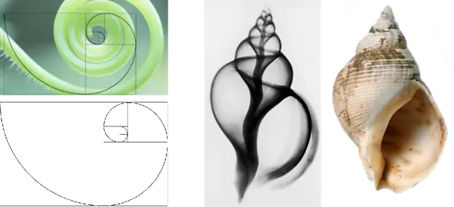 Figura 8. Da esquerda para a direita: espiral logarítmica - Série de Fibonacci - Retângulo de Ouro, s.d