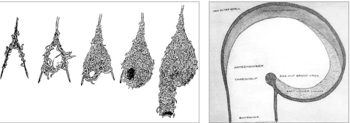 Figura  11.  Da  esquerda  para  a  direita:  Ninho  de  Weaver  Bird  -  Fase  de  construção;  estrutura  interna,  Eugene  Tsui  (1999) 472 