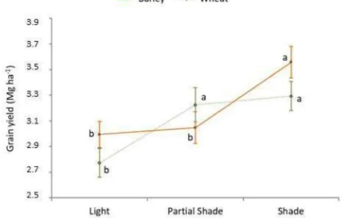 Figure 1: Grain yield (Mg ha -1 ) of barley and wheat in the different treatments: full sunlight  (Light), 10 % shade (Partial shade) and 50 % shade (Shade)