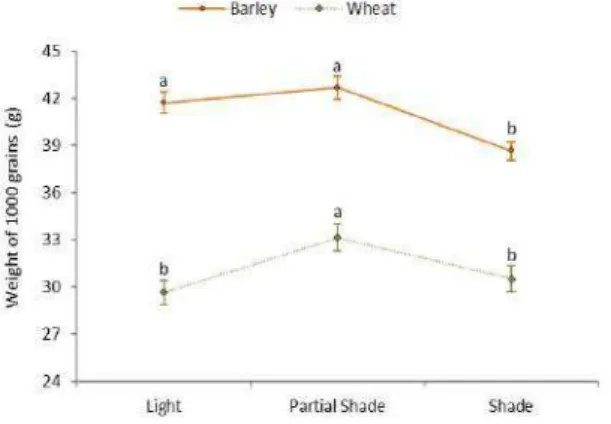 Figure 2: Weight of 1000 grains (g) of barley and wheat in the different treatments: full sunlight  (Light), 10 % shade (Partial shade) and 50 % shade (Shade)