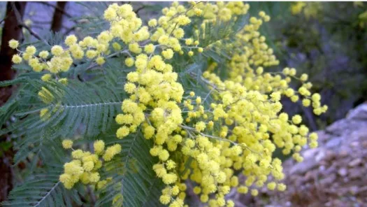 Figura 6 - Acacia dealbata em floração. (Fonte: Plantas Invasoras em Portugal, 2013)