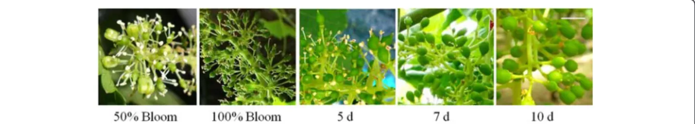 Fig. 1 Aspect of 'Thompson Seedless' inflorescences from 50 % cap fall to 10 days after 100 % cap fall