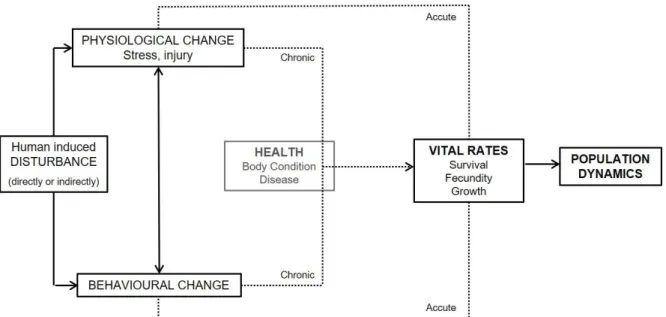 Figure 10 - Modelling population level consequences of disturbance.  Modified from King et al., 2015