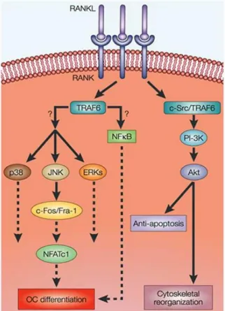 Figura  3.  A  ligação  de  RANK  ao  RANKL,  leva  ao  recrutamento  de  moléculas  adaptadoras,  incluindo  TRAF-6,  que  interagem  com  c-SRC  (proto-oncogene  tyrosine-protein  kinase)  para  estimular  PI-3K/Akt,  que  regula  tanto  o  citoesqueleto