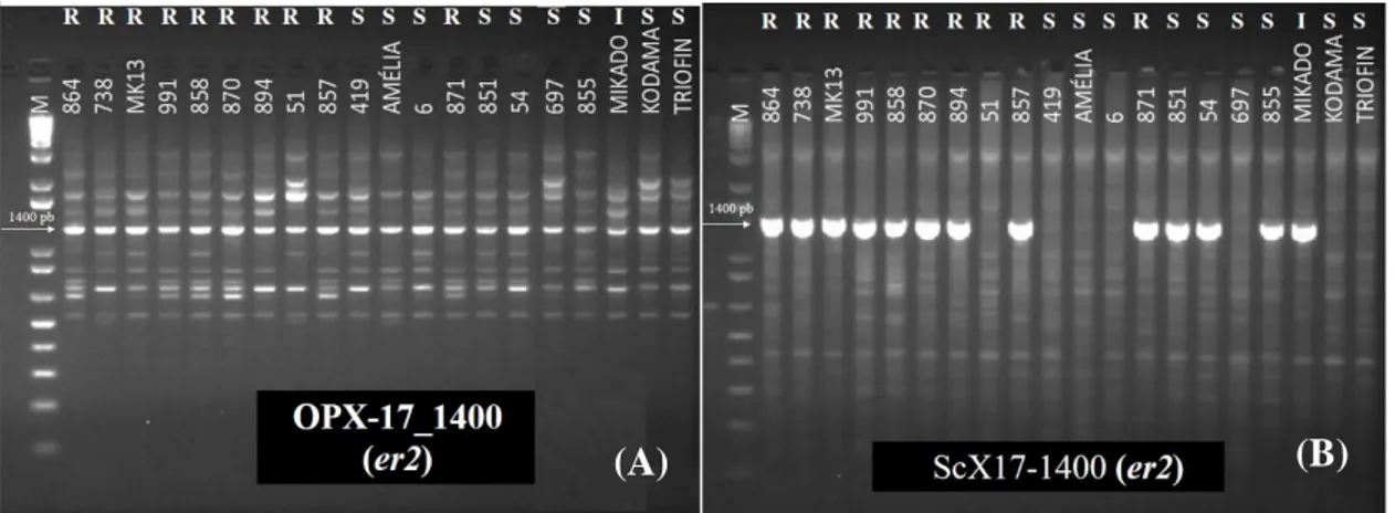 Figura 2 – Análise da presença de fatores de resistência ao oídio em acessos contrastantes para  reação ao oídio de ervilha através de marcadores moleculares ligados ao gene er2