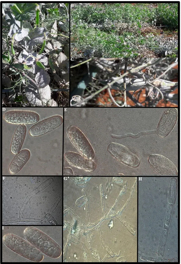 Figura  1:  Plantas  de  ervilha  em  campo  infectadas  com  oídio  (Erysiphe  pisi)  (A,  B  e  C)
