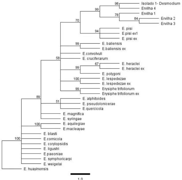 Figura  2:  Agrupamentos  filogenéticos  de  espécies  de  Erysiphe  reportadas  como  agentes  causais do oídio em leguminosas, incluindo isolados de campo que foram reportados infectado  cultivares de ervilha (Pisum sativum) em Brasília-DF