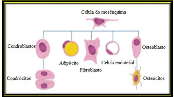 Figura 2 – Linhas celulares que derivam de uma célula estaminal do mesênquima. (adaptado de  Migliaccio et al, 2011) 