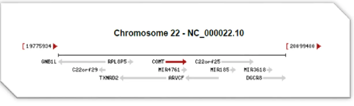 Figura 7 – Localização do gene que codifica a catecol-O-metiltransferase. (in  http://www.ncbi.nlm.nih.gov/gene/1312) 