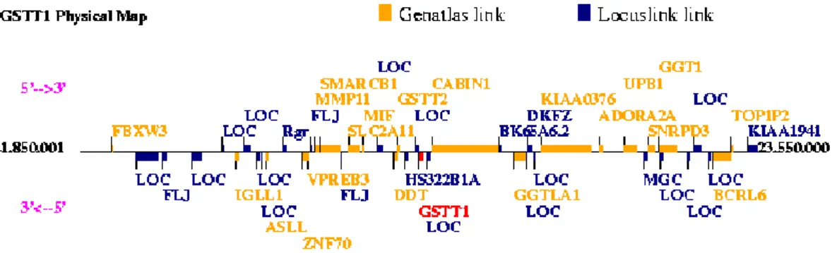 Figura 3: Localização do gene GSTT1 (genatlas.medecine.univ-paris5.fr,2016)