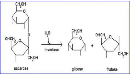 Figura 2-Hidrólise da sacarose. 