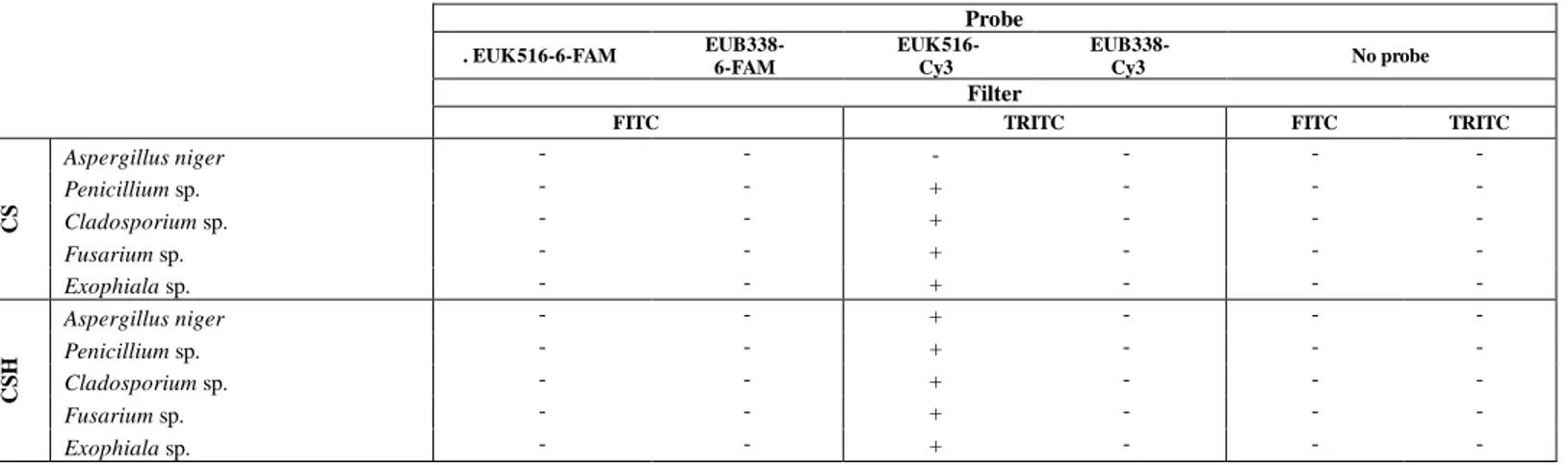 Table 3. Detected (+) and non-detected (-) fluorescent signals applying the M5 permeabilization method as the first step of RNA-FISH for all the filamentous  fungi  under  study  after  three  months  of  storage  at  4ºC