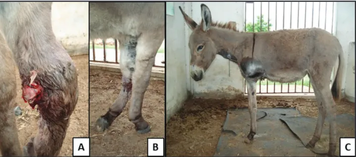 Figure 1. A- Female donkey presenting a medial wound revealing the necrotic aspect of the left radius (Salter-Harris type 1 fracture); B- Left forelimb  with grade 5/5 lameness; C- Immediately after surgery, the donkey weight bearing well on three legs.
