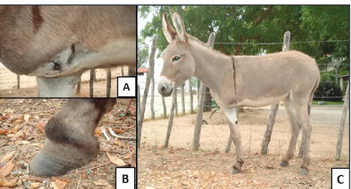 Figure 2. A- Healed fistula on the stump (5-months post-amputation); B- Note hoof capsule distortion, prominent growth rings, toe flaring toward and  dorsal projection of the extensor process forming a shelf in the front of the coronet as consequence of de