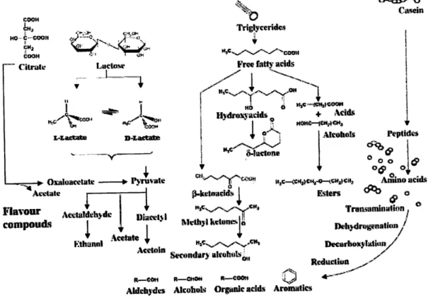 Figura  í.í:  Vias  bioquímicas  que  levam  à  formação  dos  cgm.no$os  do  arom  a  -  a  superfÍcie  a  cinzento indica os compostos  que contribuem  para o aromá  (adaptado  de  Marilley  &amp;  Casey,2004)