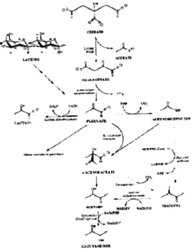 Figura  1.2; Vias  para  o  metabolismo  do  citrato  em  lactococci  citrato-positivas  e  LeuconasÍoc  sp (Mcsweeney  &amp; Sousa, 2000)