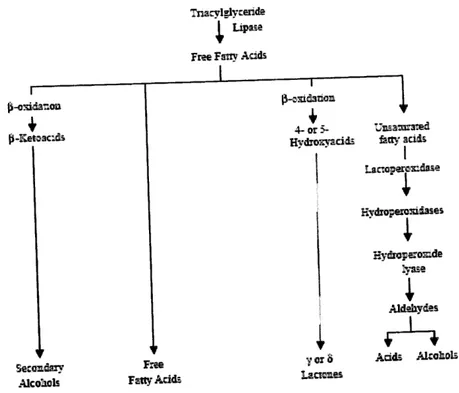 Figura  í.3:  Lipórise  e  catabo[smo  de ácidos gordos  livres  (co[ins  et ar-,2003)