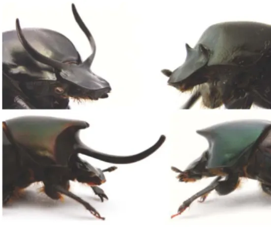 Figure 2. Examples of alternative male morphs in dung beetles. Onthophagus taurus (top), O