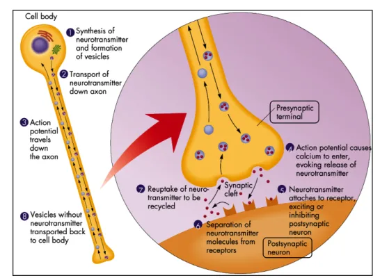 Figure 4. Cartoon showing a synaptic mechanism between two neurons. The primary steps of  this  process  are:  the  synthesis  of  the  neurotransmitter;  the  storage  and  release  of  the  neurotransmitter;  the  transmitter’s  interaction  with  a  rec