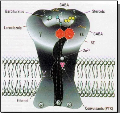 Figure 11. Three-dimensional cartoon of the GABA A  R on the plasma membrane with ligand- ligand-binding  sites  indicated:  GABA  site,  barbiturate  site  [e.g