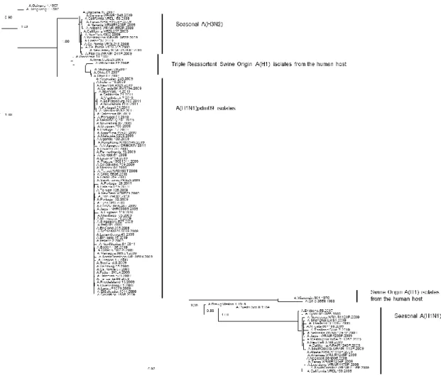 Figure 2.1: Phylogenetic tree of the PB1 coding region of swine-origin influenza viruses isolates  from the human host