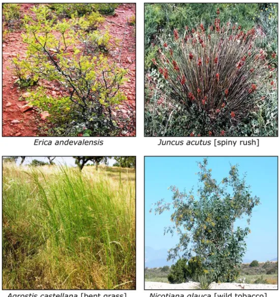 Fig. 1 Vascular plants from the Sa˜o Domingos mining area, selected for their