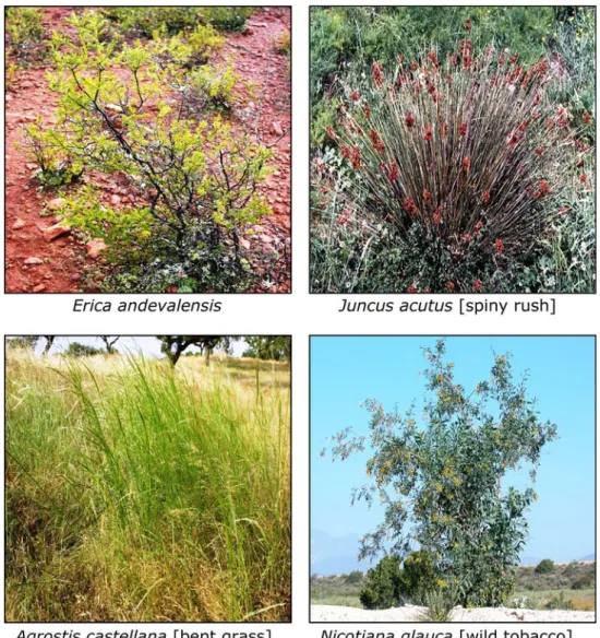 Fig. 1 Vascular plants from the Sa˜o Domingos mining area, selected for their