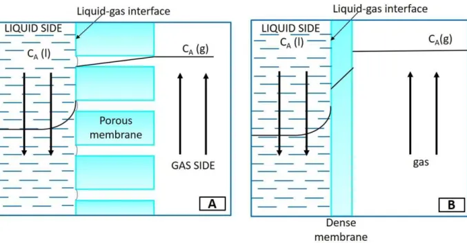 Figure 1.1 Concentration profile of the solute species “A” at the G-L interface for membrane contactors based  on A) porous and B) dense membranes 