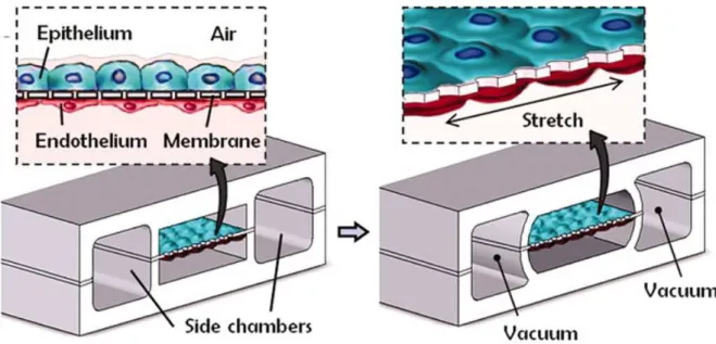 Figure 1.16 Biologically inspired design of a human breathing lung-on-a-chip microdevice