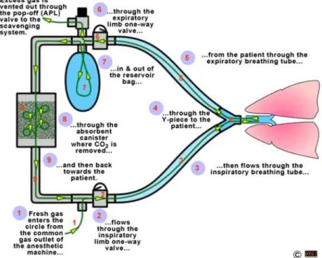 Figure 1.18 The circle of a breathing system under anaesthetic gas treatment [64]