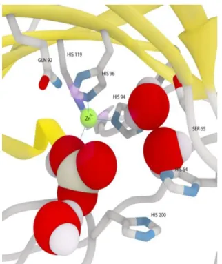 Figure 1.19 3D diagram of α-carbonic anhydrase structure. Active site zinc ion is shown as green space-filled  sphere [96] 