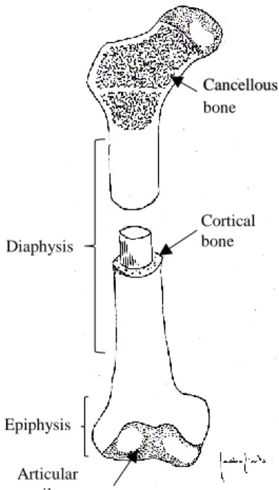 Fig. 1 Illustration of a long bone structure, showing  the distribution of two different types of lamellar bone: 
