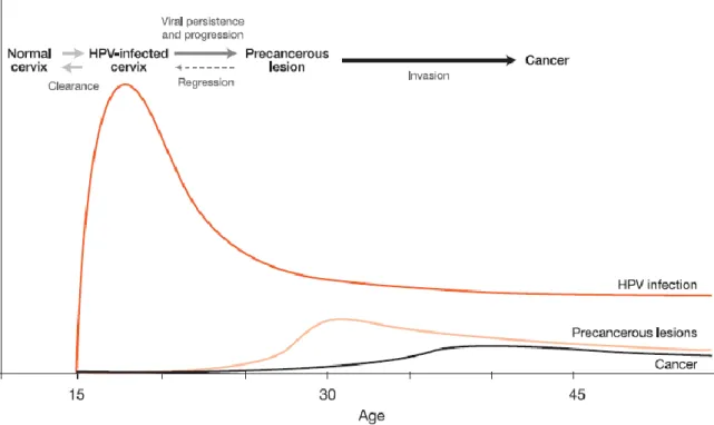 Figura  4.  Prevalência  da  infeção  pelo  HPV,  lesões  pré-cancerosas  e  cancro  do  colo  do  útero, de acordo com a idade (adaptado de WHO and UNFPA, 2006) [10]