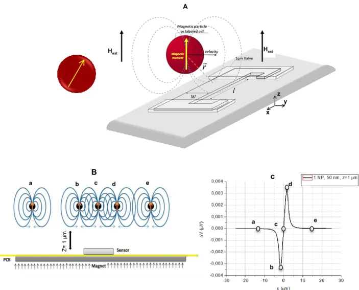 Figure 3.36 Schematics of MR sensor detection of magnetically labeled targets flowing above the sensor for perpendicular magnetzation A [10] and B [4]; 