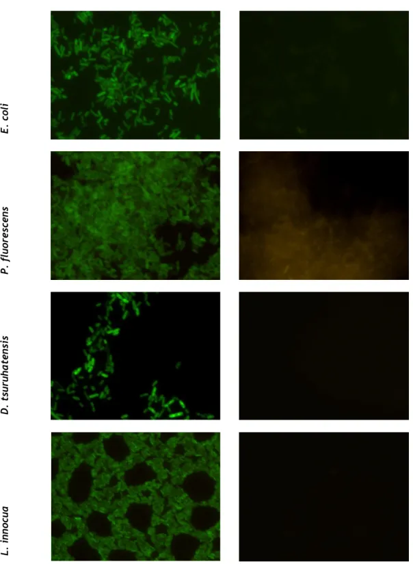 Figure 4 - Fluorescence microscopy images resultants of PNA-FISH performed on different species  with  and  without  the  EUB338  probe