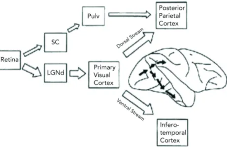 Figure 1: The Ventral and Dorsal Streams in the Visual Cortex