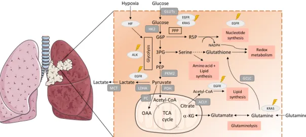 Figure 1. Metabolic remodelling in lung cancer. Metabolic pathways are involved in the synthesis of  building  blocks  for  macromolecules  and  redox  homeostasis,  needed  for  cell  proliferation  are  presented