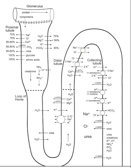 Figura nº 1: Principais processos fisiológicos renais  tubulares  (Adaptado de Stockham &amp; Scott, 2002) 