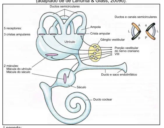 Figura 1 - Esquema anatómico dos receptores vestibulares do labirinto membranáceo  (adaptado de de Lahunta &amp; Glass, 2009d).