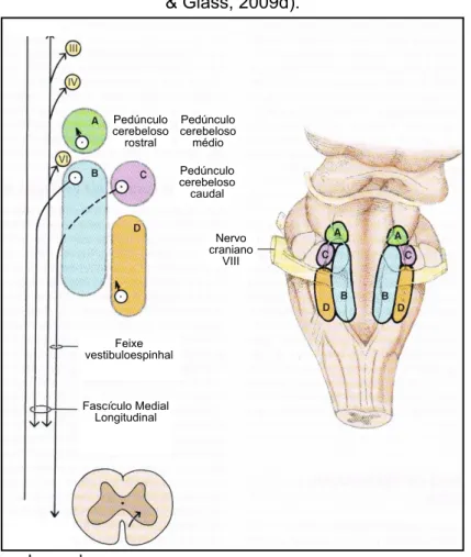 Figura 4 - Núcleos e feixes vestibulares (adaptado de de Lahunta 