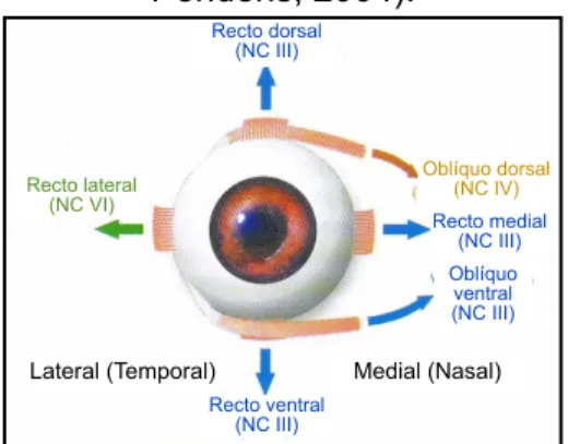 Figura 7 - Inervação dos músculos extra-oculares (adaptado de  Penderis, 2004). Recto dorsal  (NC III) Recto medial  (NC III) Oblíquo  ventral  (NC III) Oblíquo dorsal (NC IV) Recto ventral  (NC III)Recto lateral (NC VI)