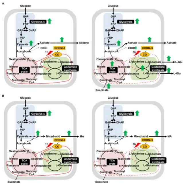 Figure 9. Model for CORM-3 acting on central metabolic pathways of E. coli. Metabolism  715 