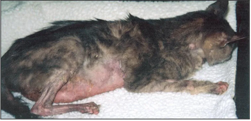 Figura  1  -  Gato  com  carcinoma  pancreático  e  alopécia  paraneoplásica  simétrica  e  eritema  na zona ventral e membros (Mauldin et al, 2002)
