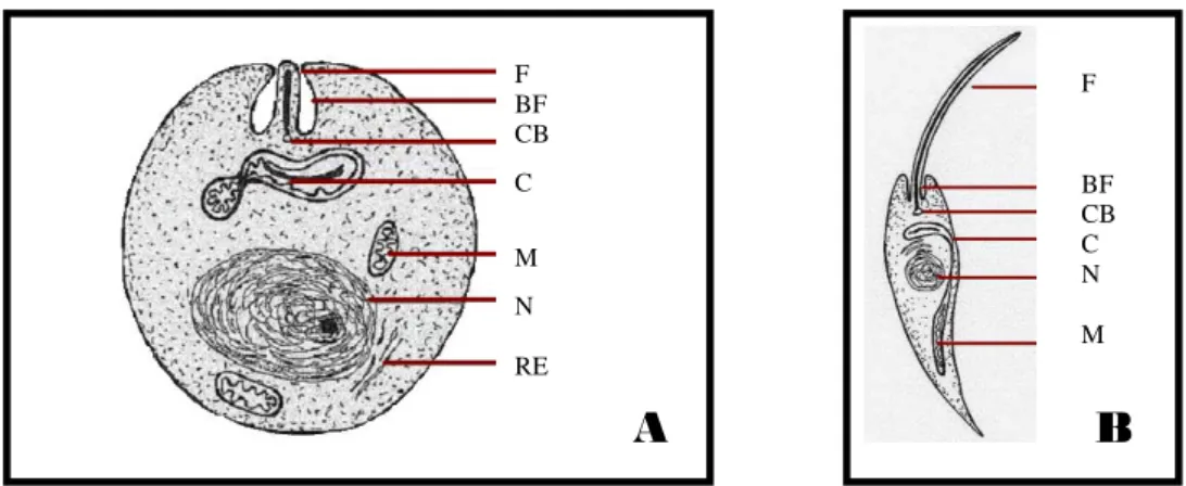 Figura 4 Representação esquemática das duas formas morfológicas de Leishmania