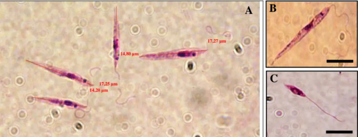 Figura 15 Promastigotas de Leishmania sp em cultura  