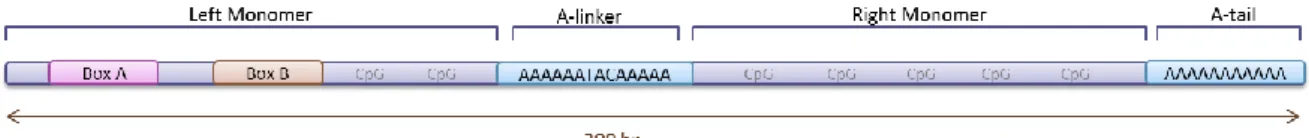 Figure 2: Alu structure. 