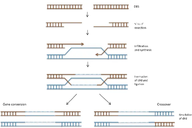 Figure 5: Recombination: gene conversion and crossover. 