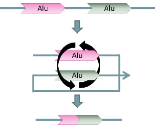 Figure 7: Alu-mediated intra-chromosomal  recombination between Alus in opposite senses 