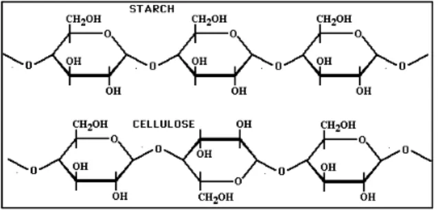 Figura 5. Estruturas moleculares do amido e da  celulose (Adaptado de: 