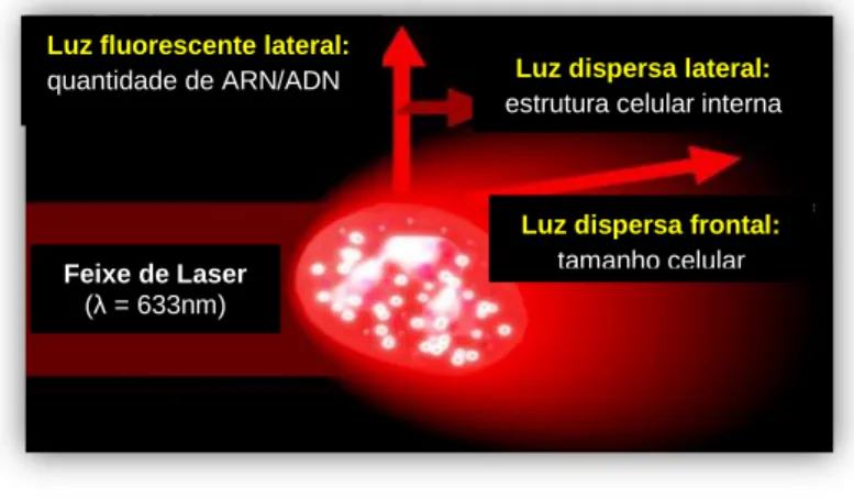 Figura 3: Representação esquemática do sistema de laser do analisador hematológico automático.